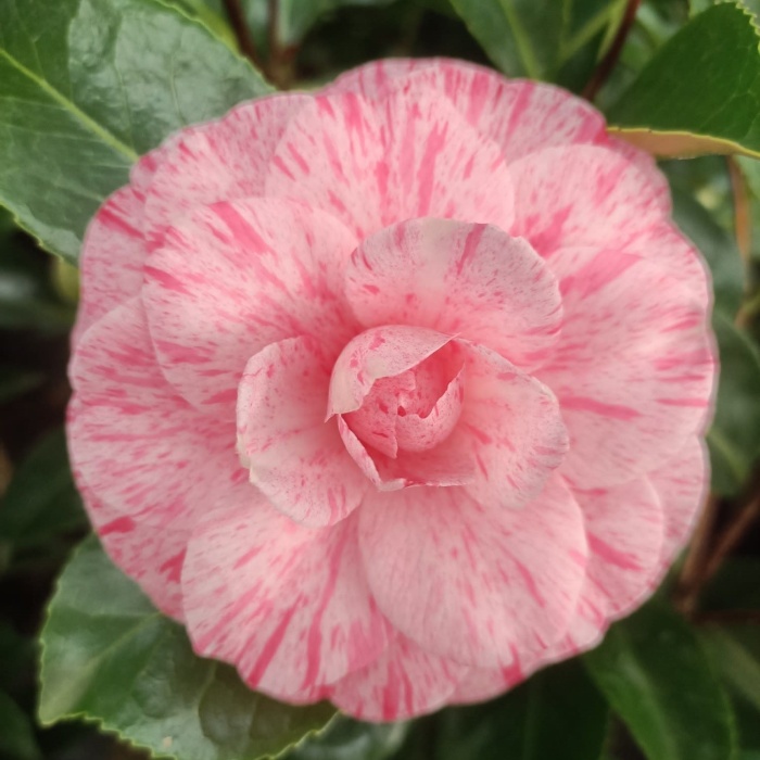 Nádobové květiny - Kamélie japonská 'William Bartlett' výška 30/40cm, květináč 2,5 litru