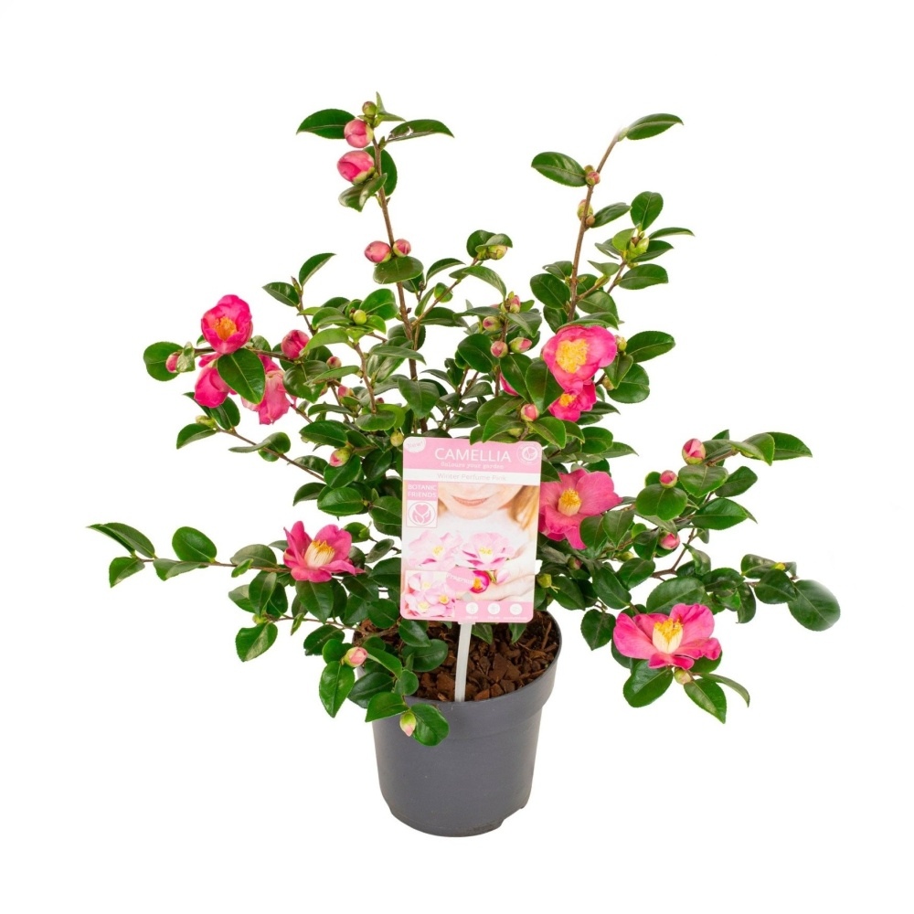 Nádobové květiny - Kamélie japonská 'Winter Perfume Pink' květináč 3 litry