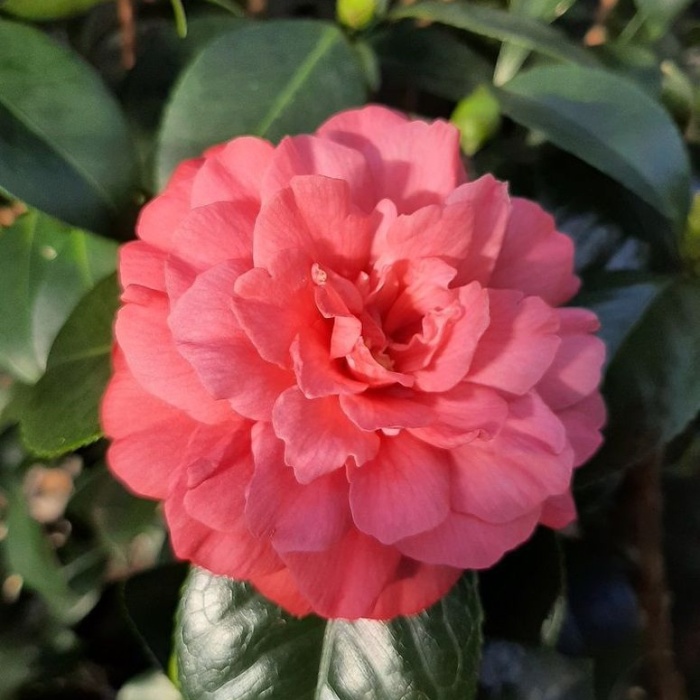 Nádobové květiny - Kamélie mix pyramida, květináč 3,4 litru