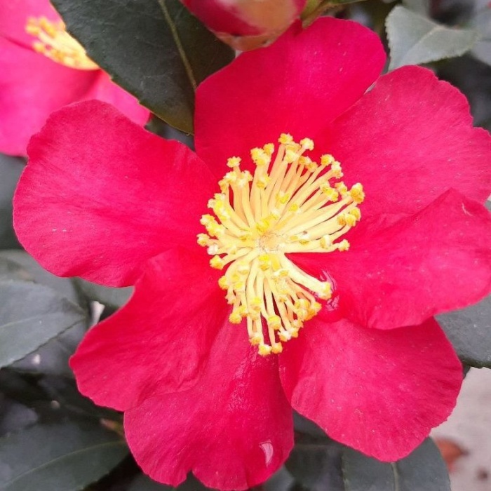 Rostliny - Kamélie sasanková 'Yuletide'  květináč 1,5 litru