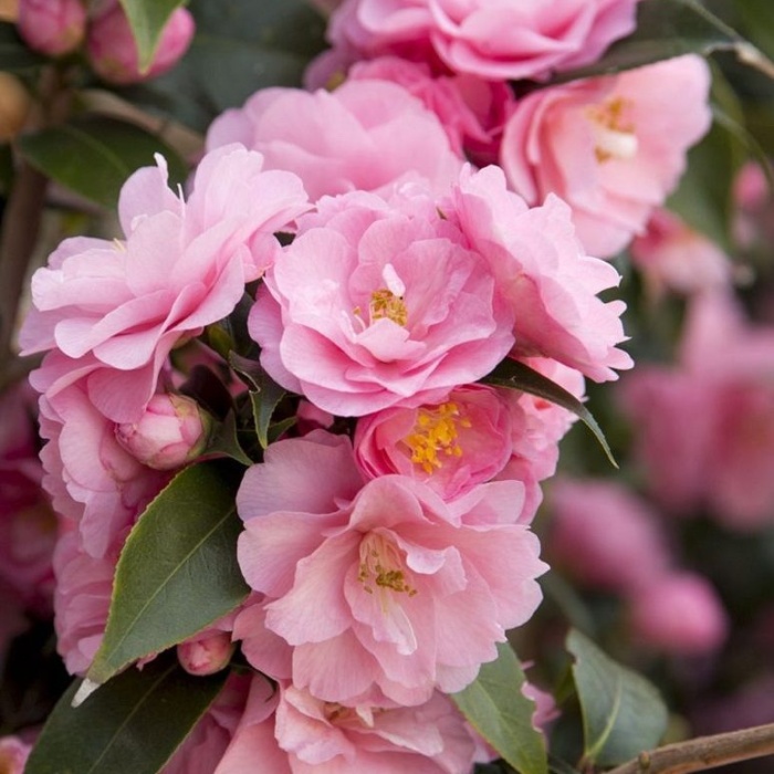 Rostliny - Kamélie 'Spring Festival' květináč 1,5 litru