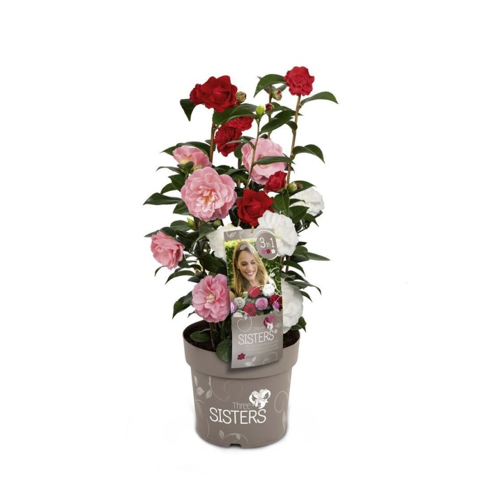 Rostliny - Kamélie Three Sisters květináč 6 litrů