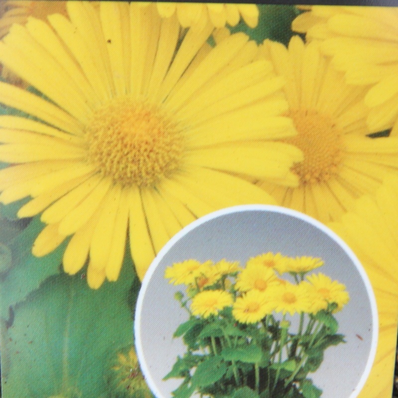 Na slunce - Kamzičník východní Leonardo Compact 9cm