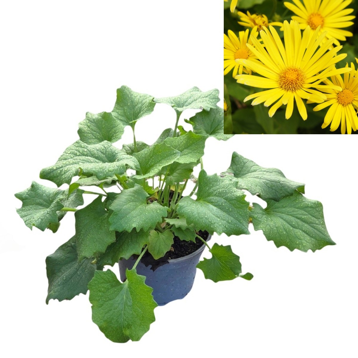 Na slunce - Kamzičník východní Leonardo Compact květináč 12cm