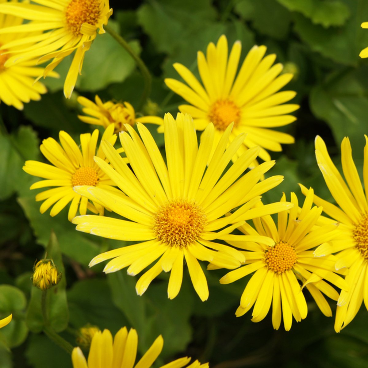 Kamzičník východní Leonardo Compact květináč 12cm-0