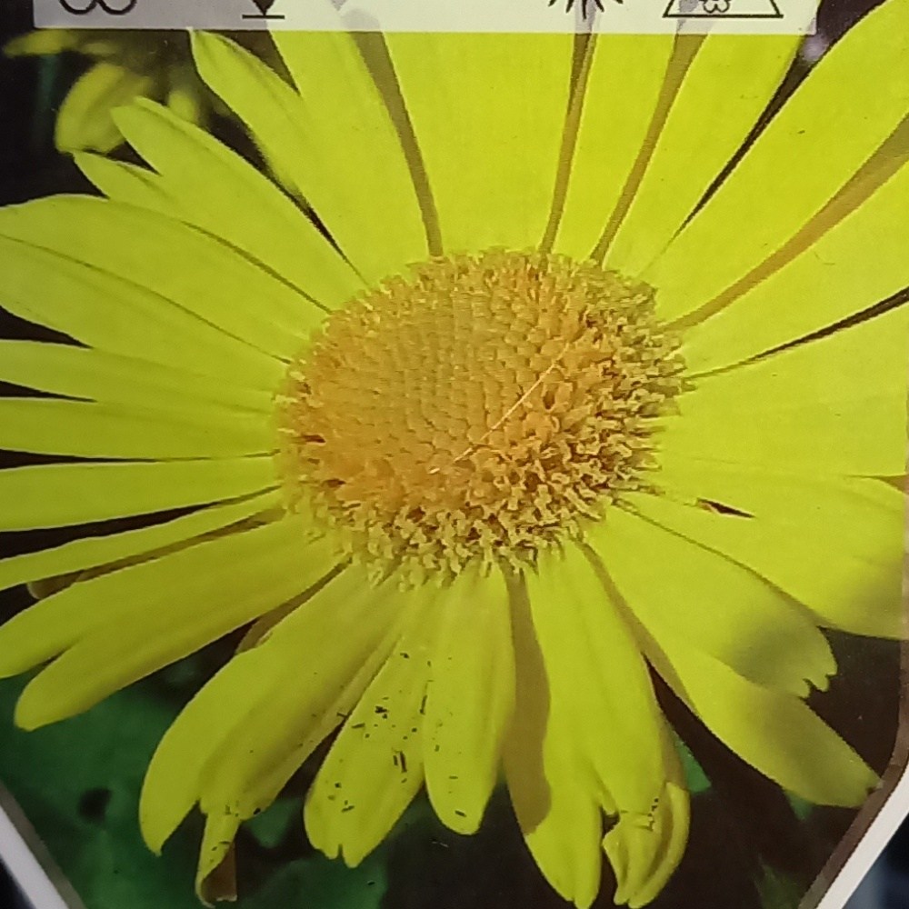 Na slunce - Kamzičník východní Little Leo květináč 9cm