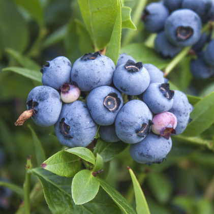 Borůvky a brusinky - Kanadská borůvka 'Aino' květináč 5 litrů, výška 30/50cm, keř, částečně samosprašná