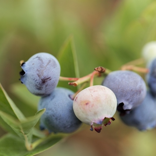 Borůvky a brusinky - Kanadská borůvka 'Alvar' květináč 5 litrů, výška 30/50cm, keř, částečně samosprašná