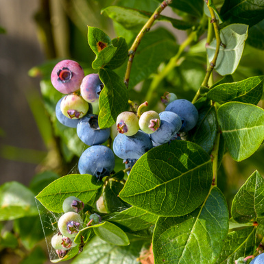 Borůvky a brusinky - Kanadská borůvka 'Arto' květináč 5 litrů, výška 30/50cm, keř, částečně samosprašná