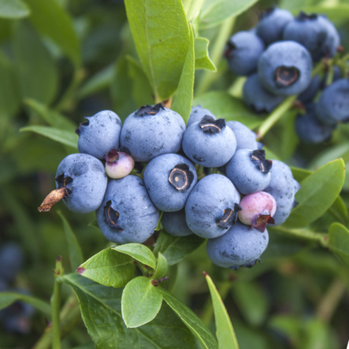 Borůvky a brusinky - Kanadská borůvka 'Berkeley' 7,5 litru