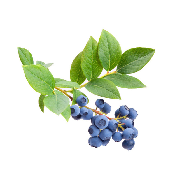 Kanadská borůvka 'Berkeley' výška 40/+cm, 2,5 litru, částečně samosprašná-0