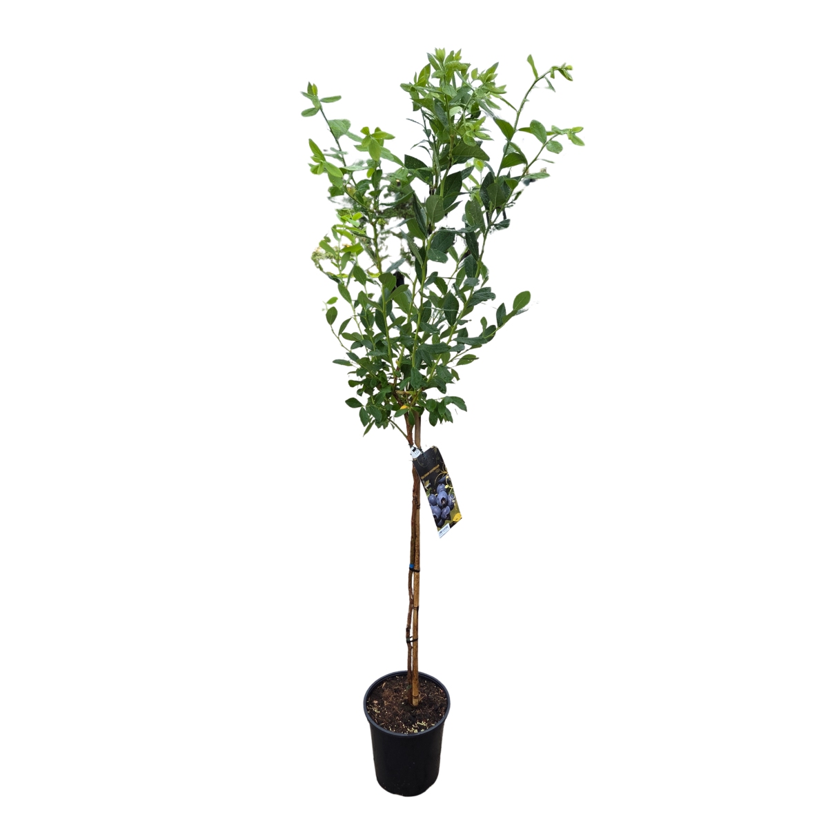Borůvky a brusinky - Kanadská borůvka Bluecrop kmínek 80cm, květináč 6 litrů