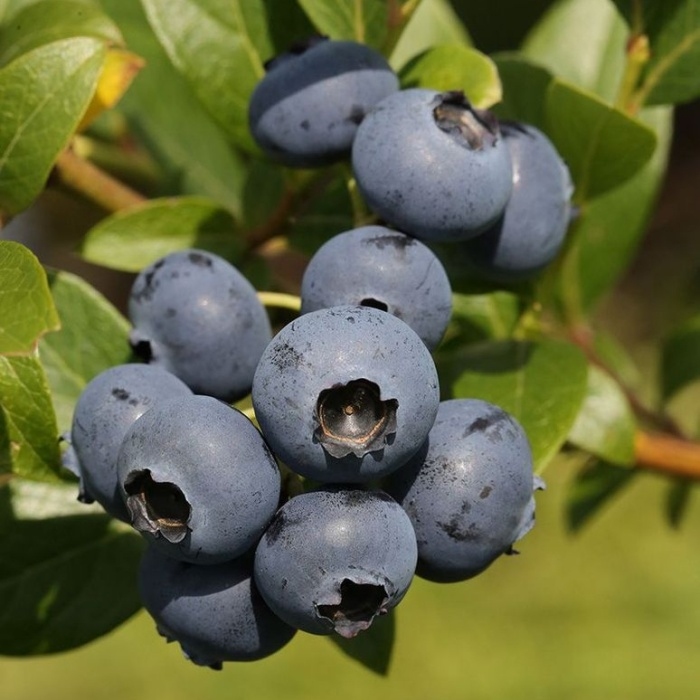 Kanadská borůvka Bluecrop kmínek 80cm, květináč 6 litrů-0