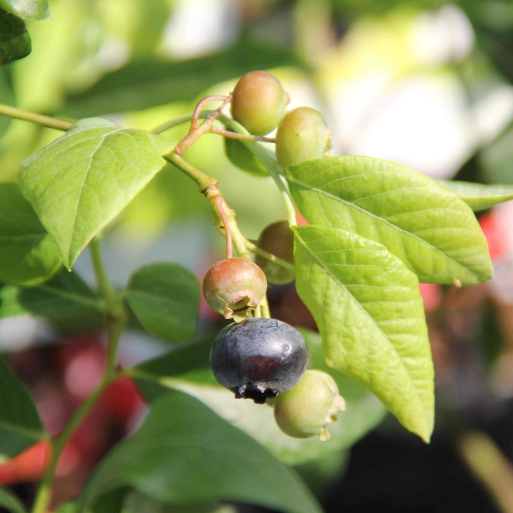 Borůvky a brusinky - Kanadská borůvka 'Bluecrop' květináč 10 litrů, kmínek 60cm, částečně samosprašná