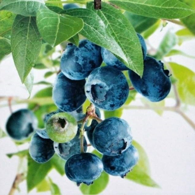 Borůvky a brusinky - Kanadská borůvka Bluecrop květináč 2 litry, výška 40/60cm, keř, částečně samosprašná