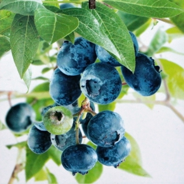 Borůvky a brusinky - Kanadská borůvka 'Bluecrop' květináč 5 litrů, výška 30/50cm, keř, částečně samosprašná