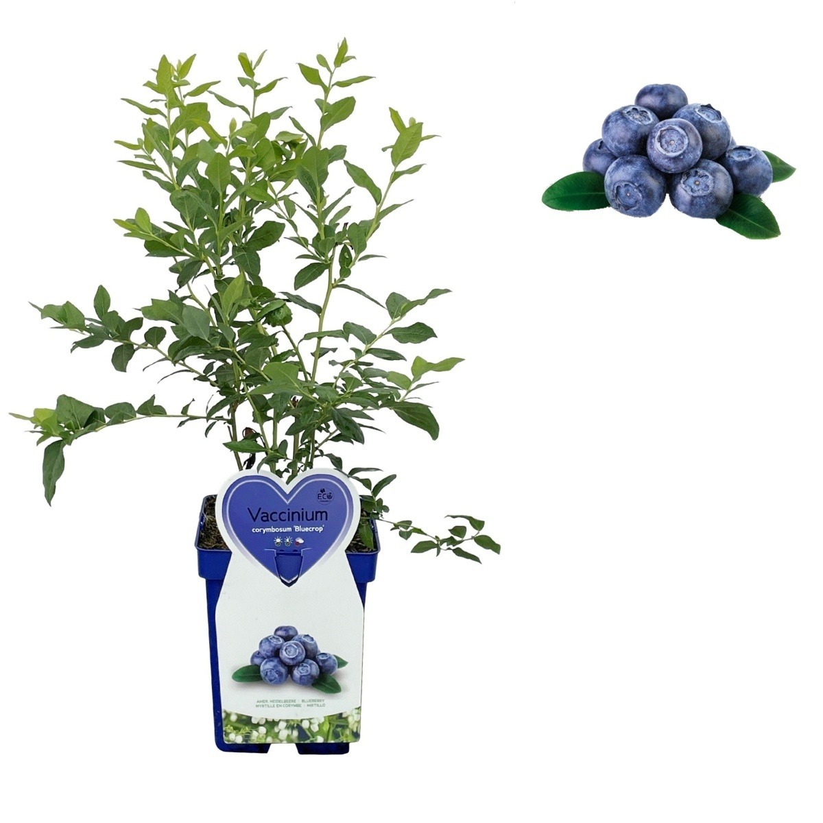 Borůvky a brusinky - Kanadská borůvka 'Bluecrop' květináč 5 litrů, výška 30/50cm, keř, částečně samosprašná