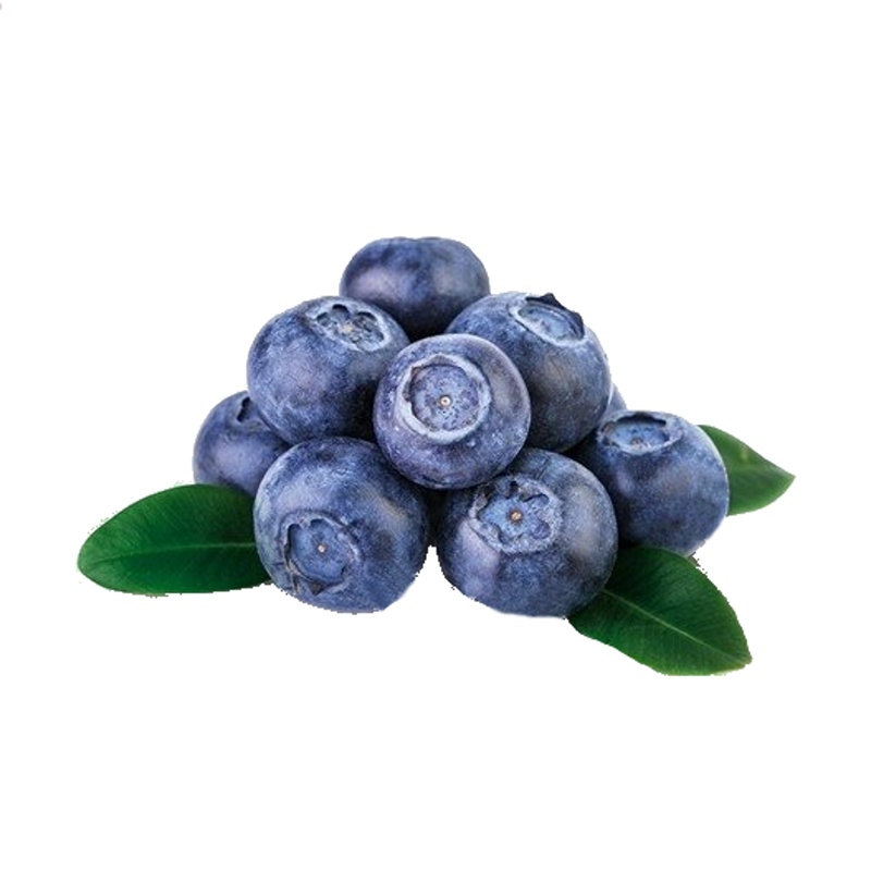 Kanadská borůvka 'Bluecrop' květináč 5 litrů, výška 30/50cm, keř, částečně samosprašná-0