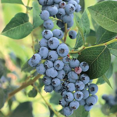 Borůvky a brusinky - Kanadská borůvka 'Bluejay' květináč 2 litry, výška 40/60cm, keř, částečně samosprašná