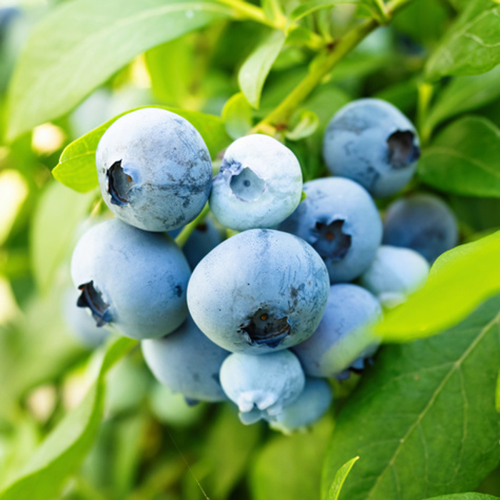 Borůvky a brusinky - Kanadská borůvka 'Bonus' květináč 2,5 litru, částečně samosprašná
