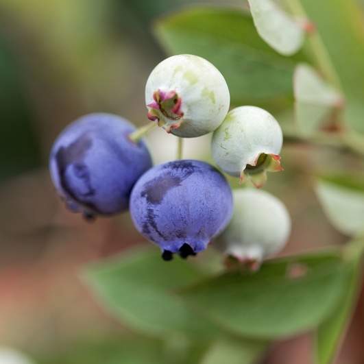 Borůvky a brusinky - Kanadská borůvka 'Brigita Blue' květináč 2 litry, výška 40/60cm, keř, částečně samosprašná