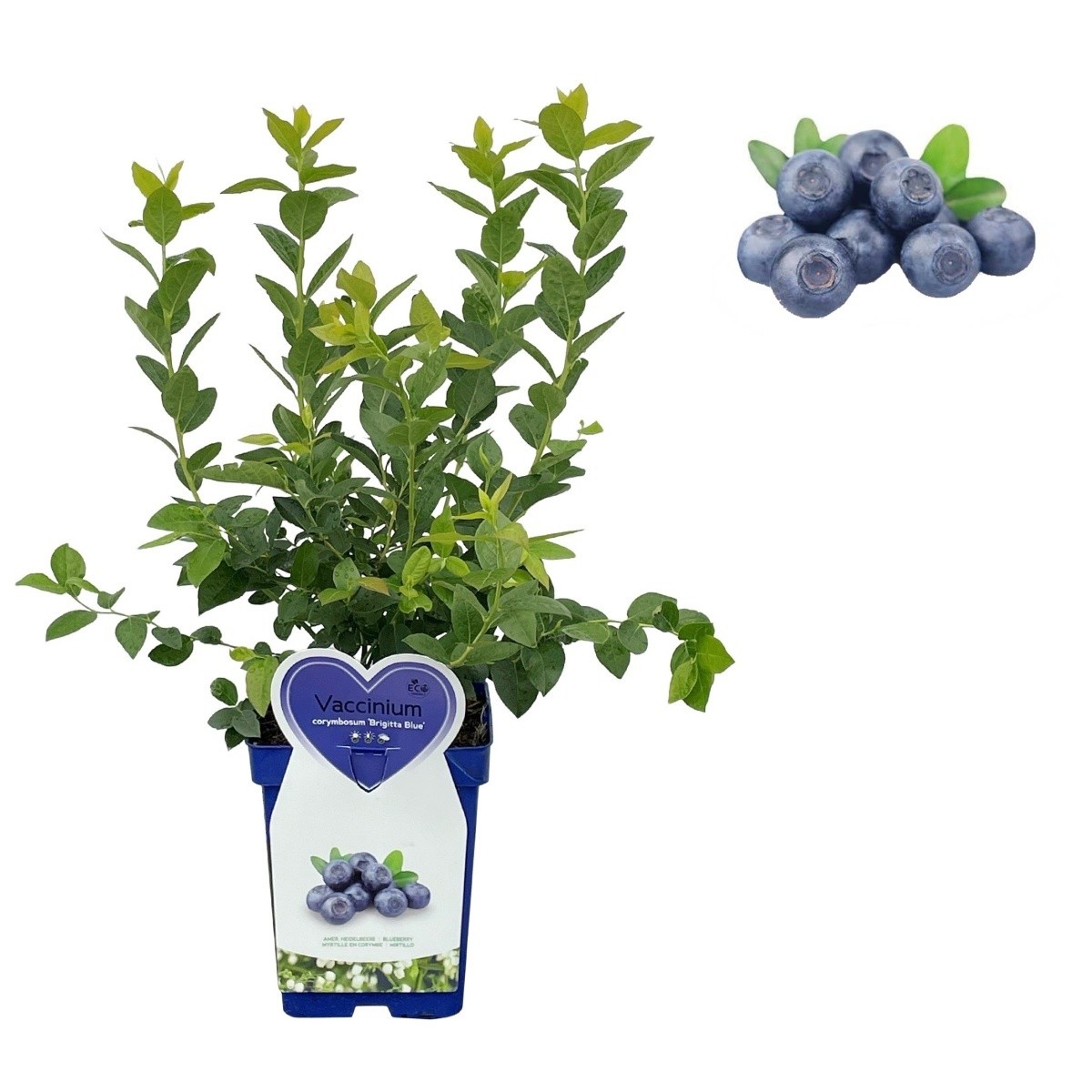 Rostliny - Kanadská borůvka Brigitta Blue květináč 5 litrů, výška 30/50cm, keř, částečně samosprašná