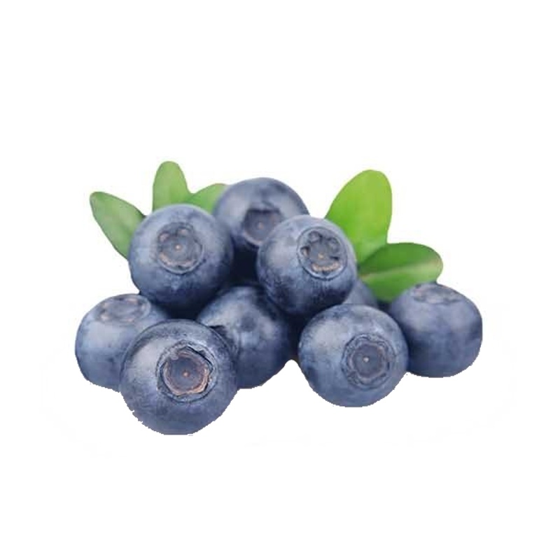 Kanadská borůvka Brigitta Blue květináč 5 litrů, výška 30/50cm, keř, částečně samosprašná-0