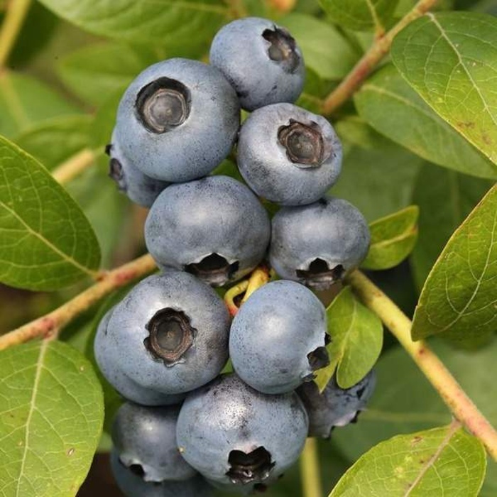 Borůvky a brusinky - Kanadská borůvka 'Brigitta' květináč 2,5 litru, částečně samosprašná