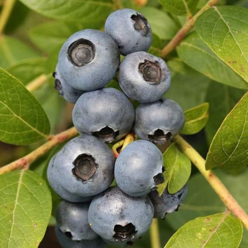 Borůvky a brusinky - Kanadská borůvka 'Brigitta' květináč 7,5 litru, částečně samosprašná