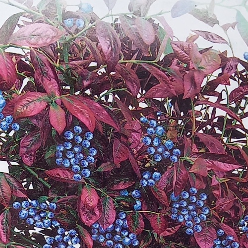 Borůvky a brusinky - Kanadská borůvka 'Cabernet Splash' květináč 3 litry, výška 20/30cm, keř, částečně samosprašná