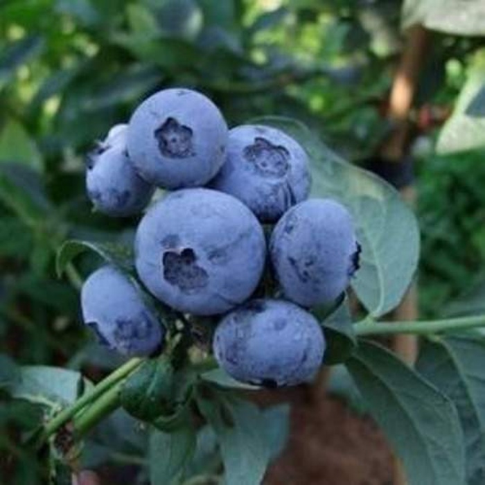 Rostliny - Kanadská borůvka 'Chandler' květináč 20 litrů, částečně samosprašná