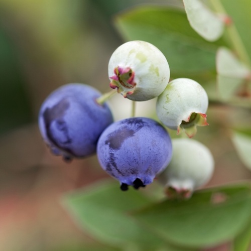 Borůvky a brusinky - Kanadská borůvka 'Concord' 20 litrů