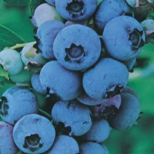 Borůvky a brusinky - Kanadská borůvka 'Darrow' květináč 2,5 litru, výška 30/40cm, keř, částečně samosprašná