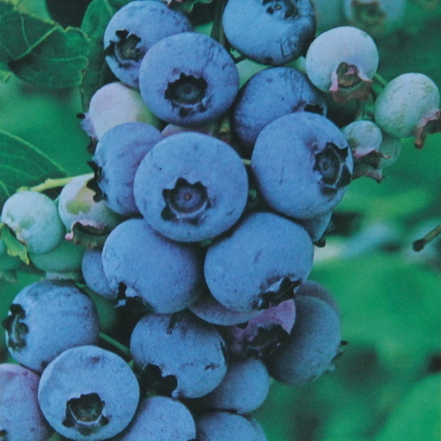 Borůvky a brusinky - Kanadská borůvka 'Darrow' květináč 7,5 litru, keř, výška 40/80cm, částečně samosprašná