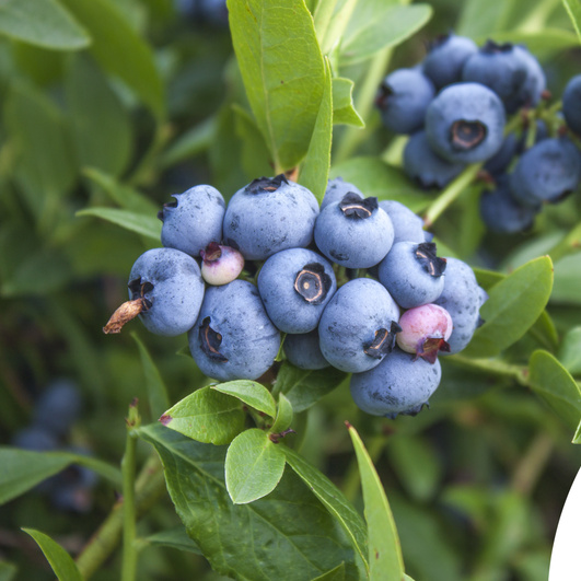 Borůvky a brusinky - Kanadská borůvka Denis Blue květináč 2 litry, výška 40/60cm, keř, částečně samosprašná