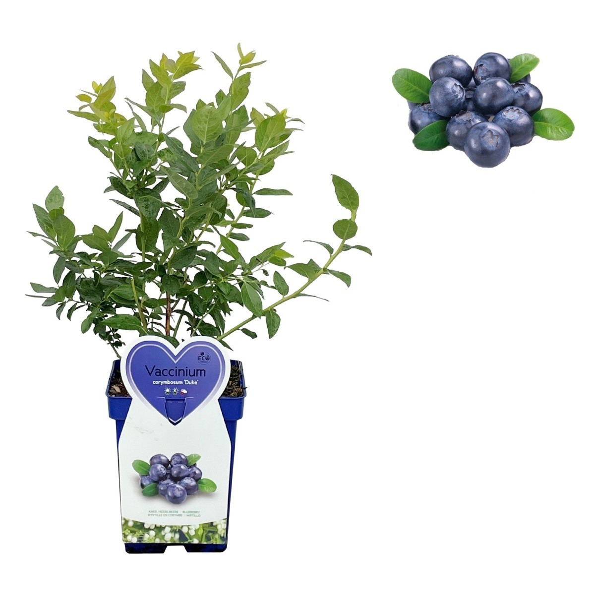 Borůvky a brusinky - Kanadská borůvka Duke květináč 5 litrů, výška 30/50cm, keř, částečně samosprašná