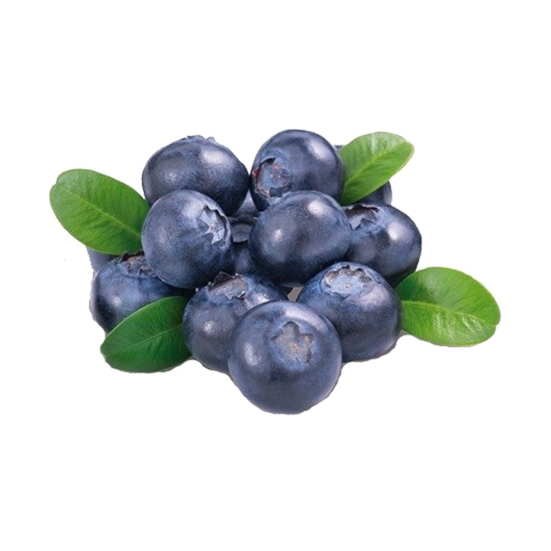 Kanadská borůvka Duke květináč 5 litrů, výška 30/50cm, keř, částečně samosprašná-0