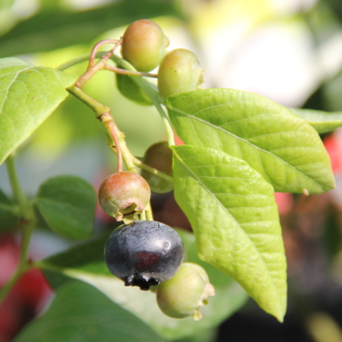 Borůvky a brusinky - Kanadská borůvka 'Duke' květináč 7,5 litru, keř, výška 40/80cm, částečně samosprašná