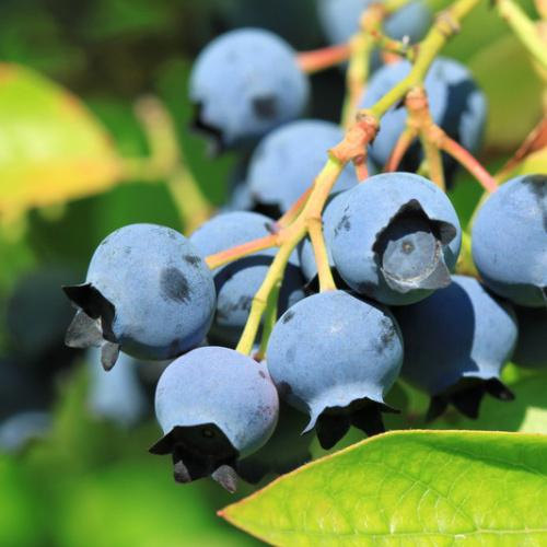 Borůvky a brusinky - Kanadská borůvka 'Early Blue' 2 litry, částečně samosprašná