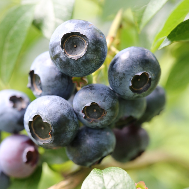 Borůvky a brusinky - Kanadská borůvka 'Elisabeth' květináč 10 litrů, kmínek 60cm, stromek, částečně samosprašná