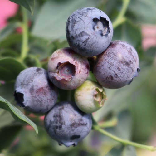 Borůvky a brusinky - Kanadská borůvka 'Elisabeth' květináč 2 litry, výška 40/60cm, keř, částečně samosprašná