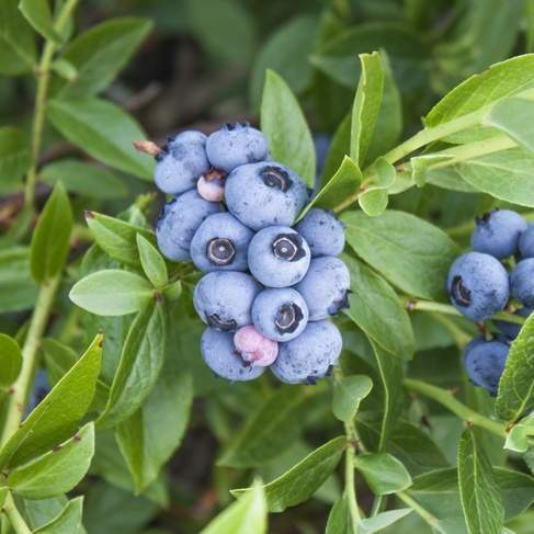 Borůvky a brusinky - Kanadská borůvka 'Elliot' květináč 2,5 litru, výška 30/40cm, keř, částečně samosprašná