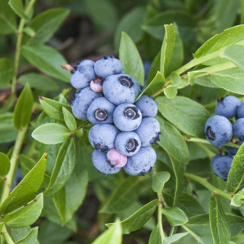 Borůvky a brusinky - Kanadská borůvka 'Elliot' květináč 7,5 litru, keř, výška 40/80cm, částečně samosprašná