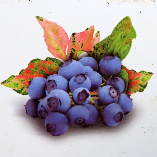 Borůvky a brusinky - Kanadská borůvka 'Flamingo' květináč 2 litry, výška 40/60cm, keř, částečně samosprašná