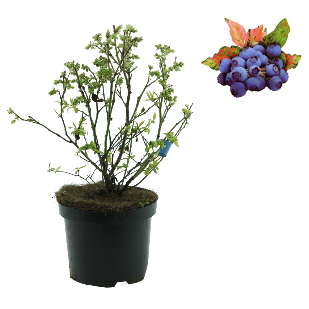 Borůvky a brusinky - Kanadská borůvka Flamingo výška 30/40cm, květináč 2,5 litru