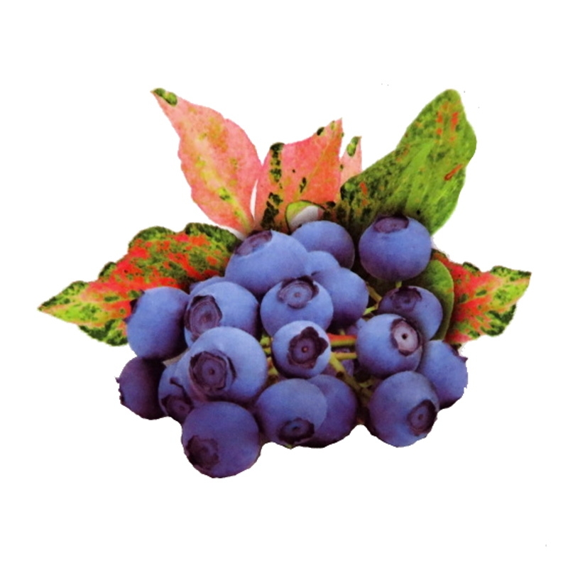 Kanadská borůvka Flamingo výška 30/40cm, květináč 2,5 litru-0