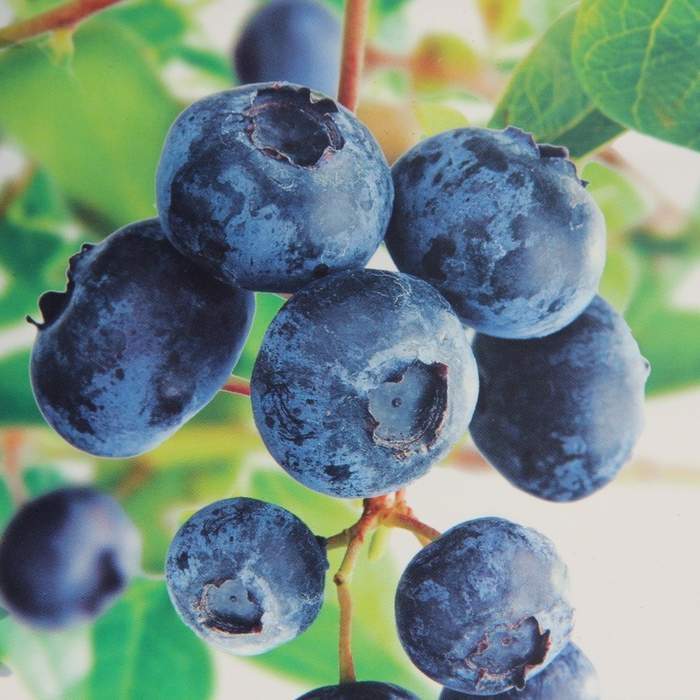 Borůvky a brusinky - Kanadská borůvka 'Goldtraube 23' květináč 2,5 litru, výška 30/40cm, keř, částečně samosprašná