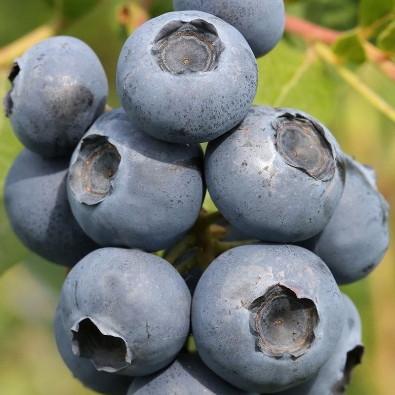 Borůvky a brusinky - Kanadská borůvka Goldtraube kmínek 60cm, květináč 6 litrů, středně raná, cizosprašná