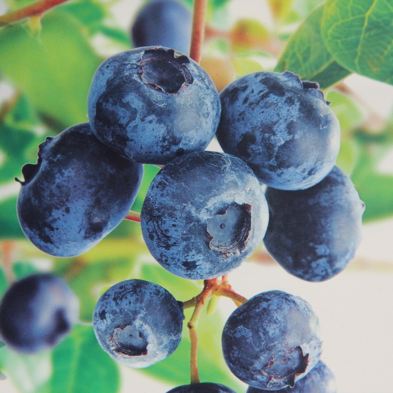 Borůvky a brusinky - Kanadská borůvka 'Goldtraube' květináč 10 litrů, kmínek 60cm, stromek, částečně samosprašná