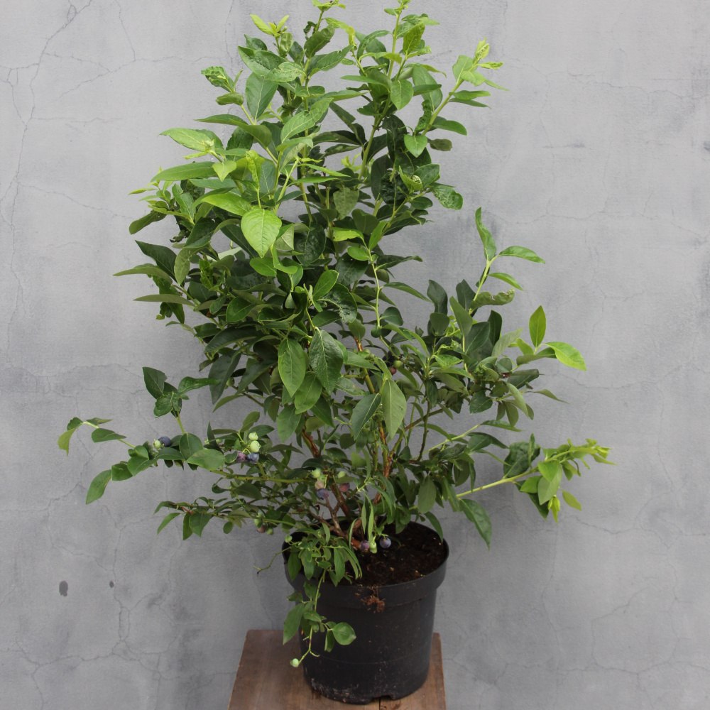 Kanadská borůvka Herbert květináč 7,5 litru, keř, výška 40/80cm, částečně samosprašná-0